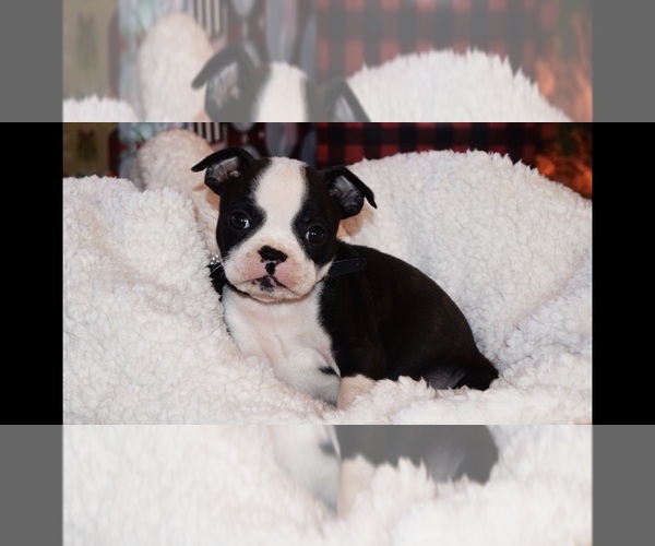 Medium Photo #1  Breeder Profile in EDMONTON, KY, USA
