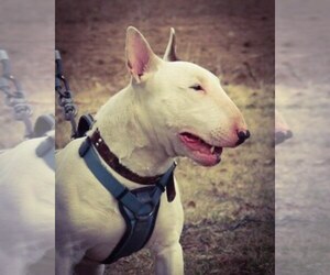 Main photo of Bull Terrier Dog Breeder near JACKSON, MI, USA