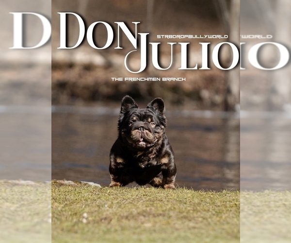 Medium Photo #7  Breeder Profile in BRIDGEWATER, MA, USA
