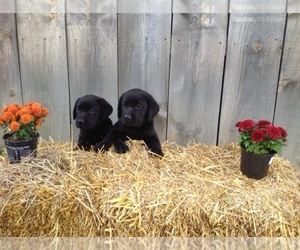 Labrador Retriever Dog Breeder near WYOMING, NY, USA