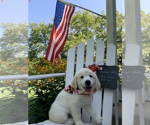Main photo of English Cream Golden Retriever Dog Breeder near FALLSTON, MD, USA