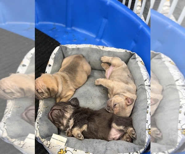 Medium Photo #10  Breeder Profile in BRIDGEWATER, MA, USA