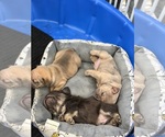 Small #9 Breeder Profile image