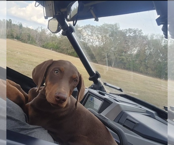 Medium Photo #6  Breeder Profile in SALLEY, SC, USA