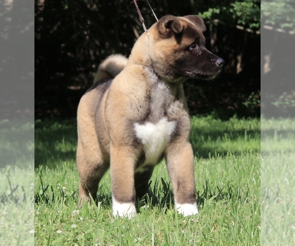 Medium Photo #8  Breeder Profile in SUSSEX, NJ, USA