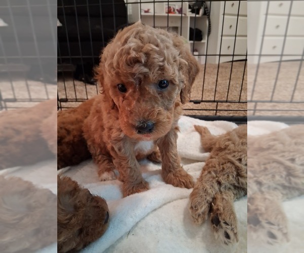 Medium Photo #78  Breeder Profile in GASTONIA, NC, USA