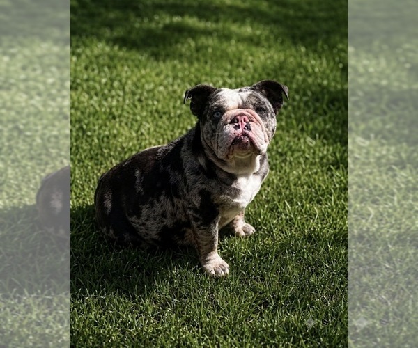 Medium Photo #8  Breeder Profile in PORT RICHEY, FL, USA