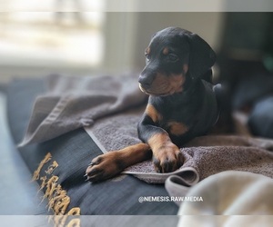 Doberman Pinscher Dog Breeder near PHELAN, CA, USA