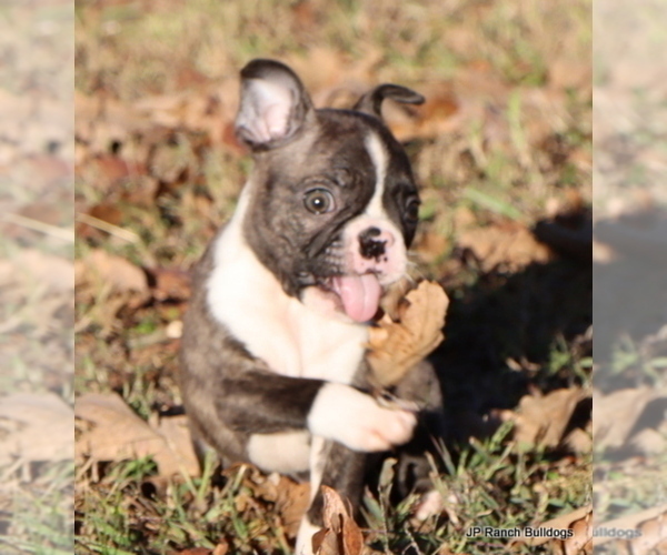 Medium Photo #5  Breeder Profile in WINNSBORO, TX, USA