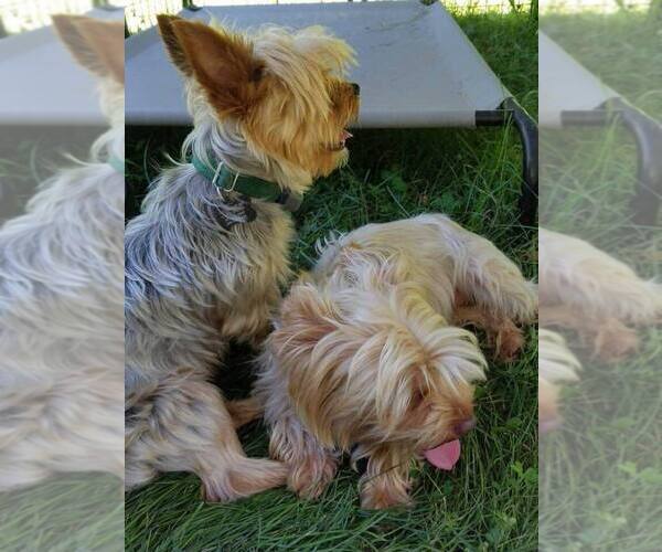 Medium Photo #1  Breeder Profile in BIG SPRING, MD, USA