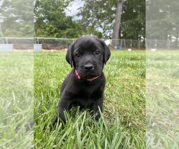 Medium Photo #2  Breeder Profile in LIBERTY, SC, USA