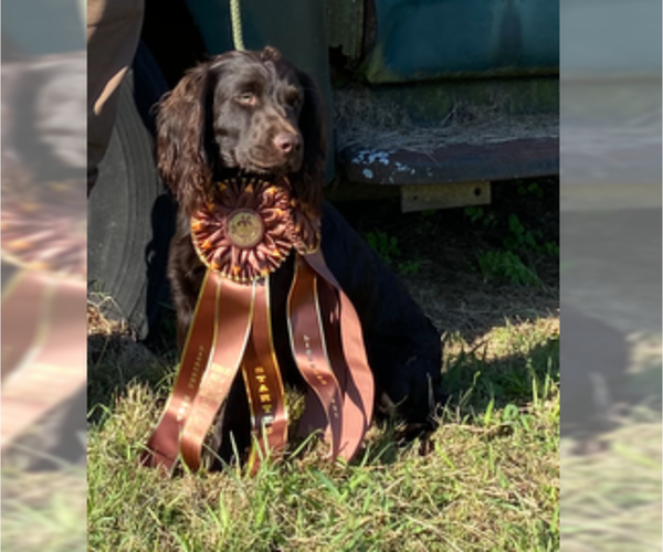 Medium Photo #1  Breeder Profile in FLINTSTONE, GA, USA