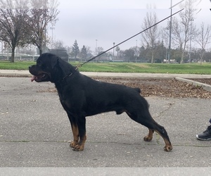 Main photo of Rottweiler Dog Breeder near VALLEJO, CA, USA