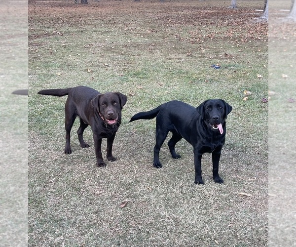 Medium Photo #2  Breeder Profile in LELAND, NC, USA