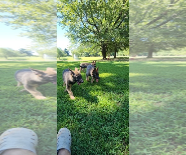 Medium Photo #25  Breeder Profile in HUMBOLDT, TN, USA