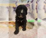 Small #3 Breeder Profile image