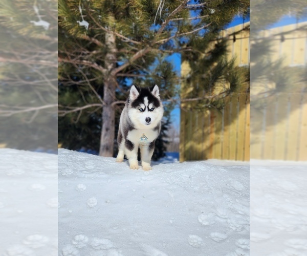 Medium Photo #52  Breeder Profile in BURNS TOWNSHIP, MN, USA