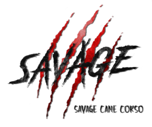 Cane Corso Dog Breeder near DAYTON, TX, USA