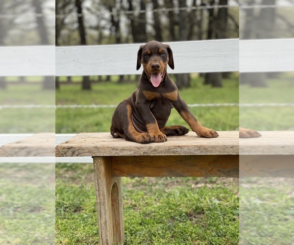 Medium Photo #9  Breeder Profile in BOYD, TX, USA