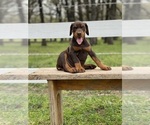 Small #8 Breeder Profile image