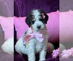Small #1 Breeder Profile image