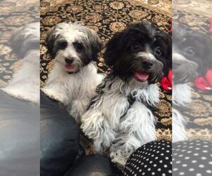 Main photo of Havanese Dog Breeder near ACWORTH, GA, USA