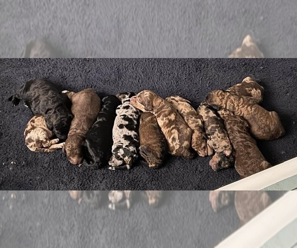 Medium Photo #1  Breeder Profile in CULLMAN, AL, USA