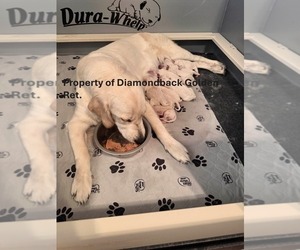 Golden Retriever Dog Breeder near MORRISTOWN, AZ, USA