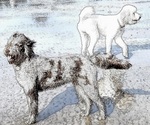Small #35 Breeder Profile image