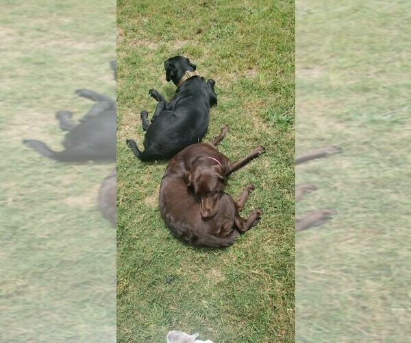 Medium Photo #1  Breeder Profile in KILLEEN, TX, USA