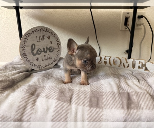 Medium Photo #1  Breeder Profile in ELK GROVE, CA, USA