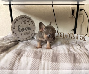 French Bulldog Dog Breeder near ELK GROVE, CA, USA