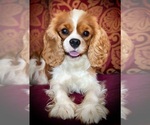 Small #12 Breeder Profile image