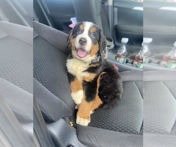 Medium Photo #8  Breeder Profile in WEST LAFAYETTE, OH, USA