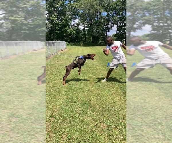 Medium Photo #2  Breeder Profile in ATLANTA, GA, USA