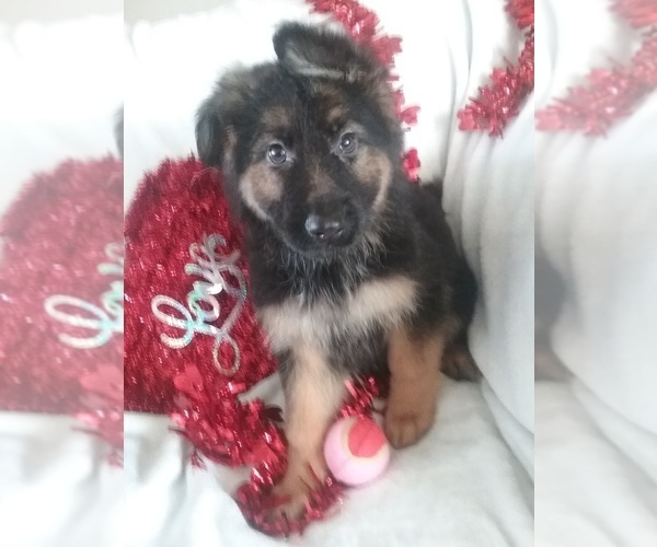 Medium Photo #1  Breeder Profile in FREDERICKSBURG, VA, USA