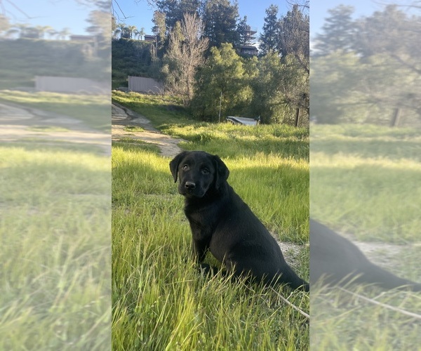 Medium Photo #14  Breeder Profile in TEMECULA, CA, USA