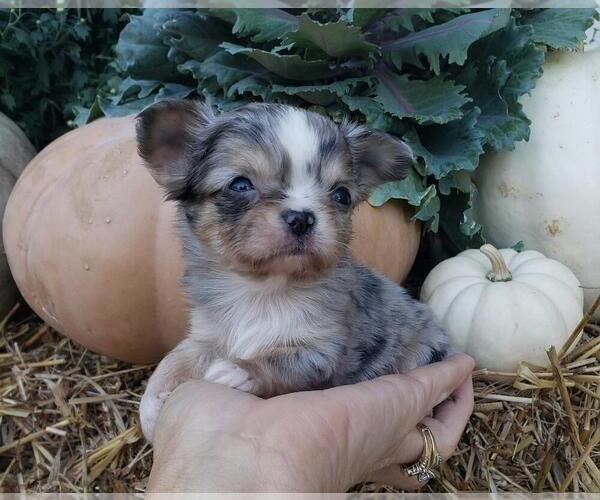 Medium Photo #6  Breeder Profile in POTEAU, OK, USA