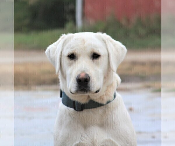 Medium Photo #1  Breeder Profile in SYRACUSE, IN, USA
