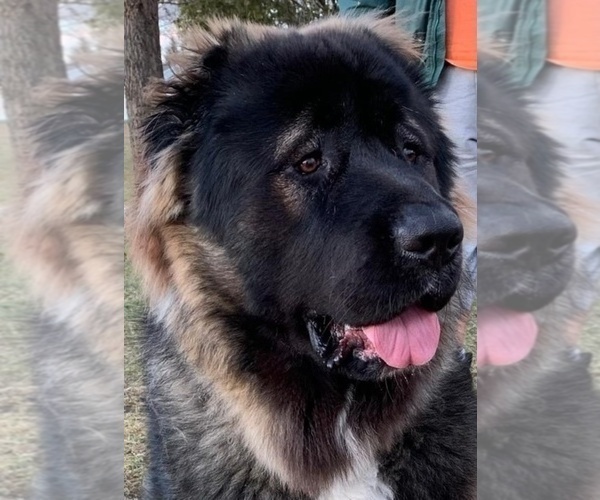 Medium Photo #71  Breeder Profile in TWINING, MI, USA