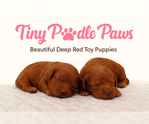 Poodle (Miniature) Dog Breeder near ANAHEIM, CA, USA