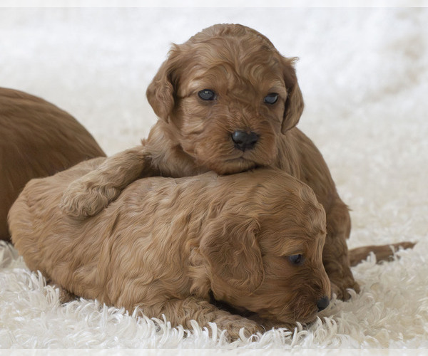 Medium Photo #5  Breeder Profile in TOPEKA, KS, USA
