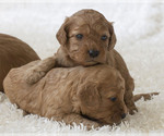 Small #4 Breeder Profile image