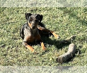 Miniature Pinscher Dog Breeder near NEVADA, TX, USA