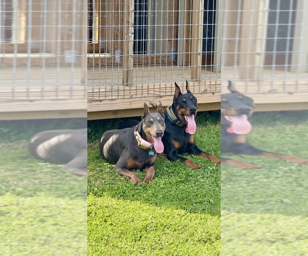 Medium Photo #1  Breeder Profile in HAW RIVER, NC, USA