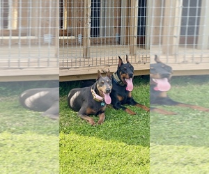 Doberman Pinscher Dog Breeder near HAW RIVER, NC, US