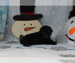 Small #20 Breeder Profile image