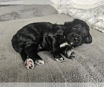 Small #19 Breeder Profile image