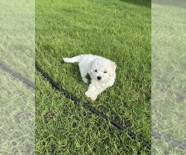 Medium Photo #2  Breeder Profile in PELZER, SC, USA