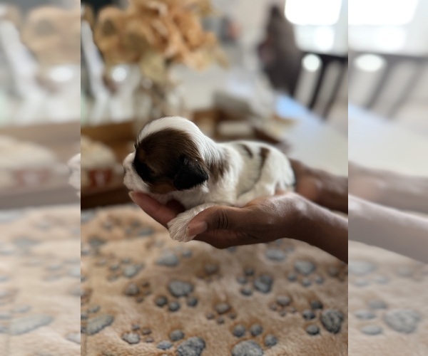 Medium Photo #7  Breeder Profile in MIDLAND, GA, USA